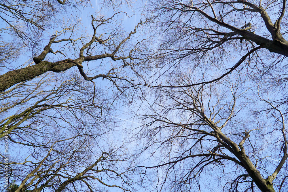 Dry tree trunk with no leaves and blue sky in the background Dry tree trunk with no leaves and blue sky in the background