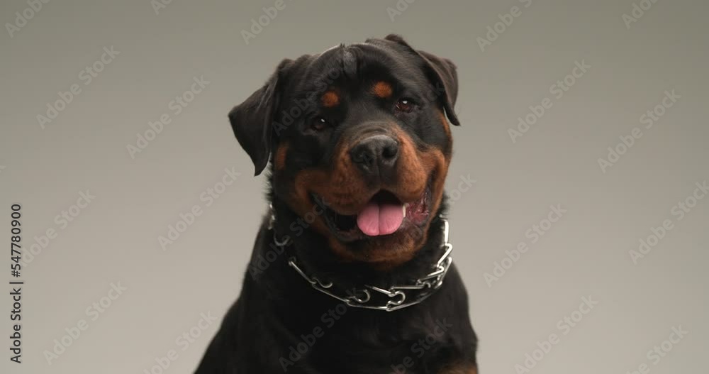 cute rottweiler dog tilting his head to side, panting and sticking out tongue while sitting and posing in front of grey background in studio