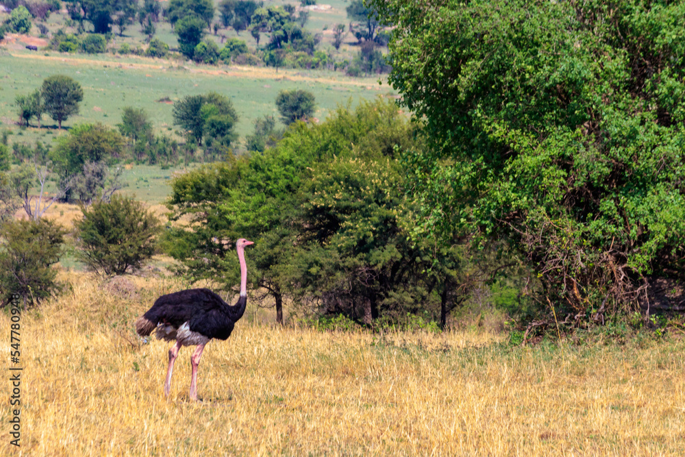 Naklejka premium Male ostrich (Struthio camelus) in savanna in Serengeti National park in Tanzania. Wildlife of Africa