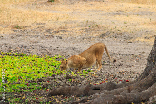 Lioness (Panthera leo) drinking water from waterhole in Tarangire national park, Tanzania