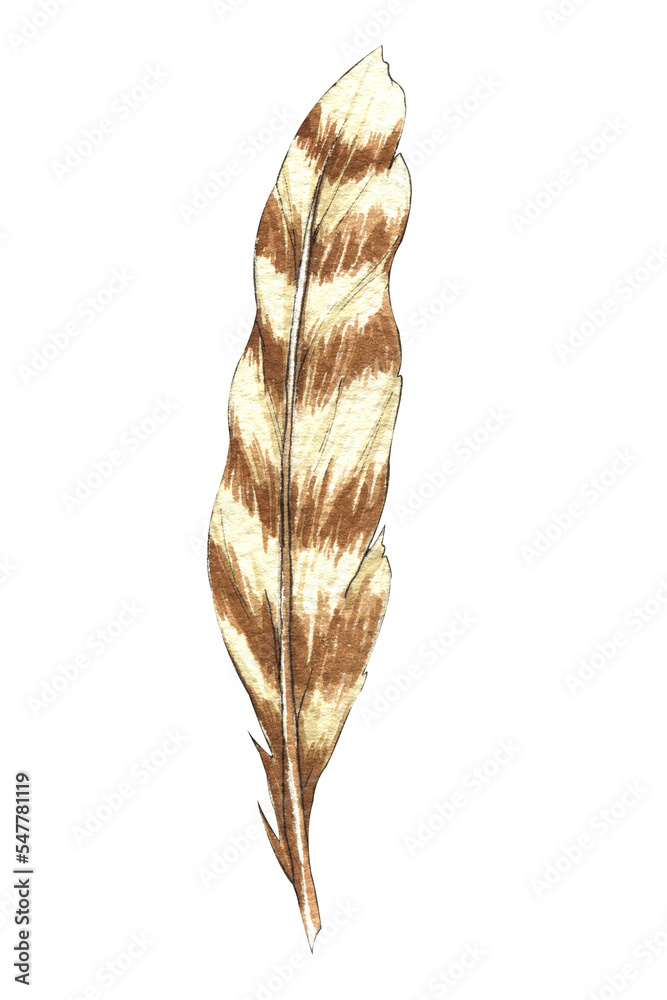 Watercolor feather isolated png file. Brown feather. Fall collection