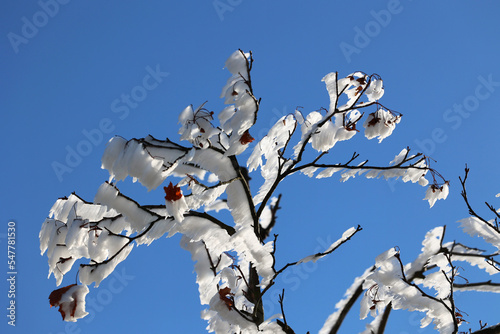 Gałęzie pokryte białym śniegiem i szronem w czasie mroźnej zimy. 
