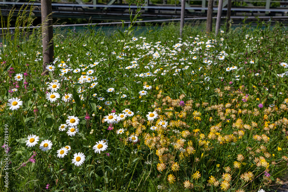 Patch of wild alpine flowers during springtime in Switzerland. Patch of wild alpine flowers during springtime in Switzerland.