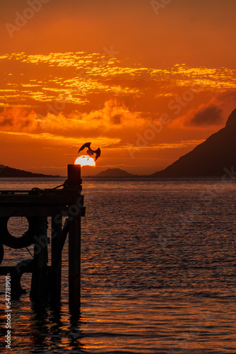 Seagull in sunset in Ersfjord, Tromsø
 photo