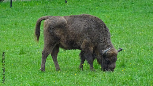 Park pokazowy Żubrów, Białowieża, Polska 