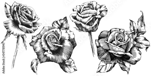 Fototapeta Naklejka Na Ścianę i Meble -  Rose flowers and leaves. Isolated hand drawn set.

