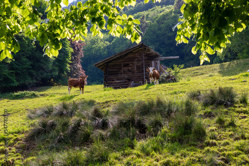 Alpine scene with two cows grazing in front of an abandoned traditional Swiss Shepard's hut. Tree leaves in the foreground.