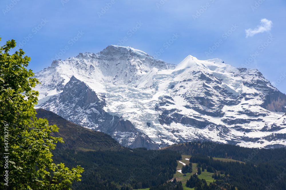 The Jungfrau mountain peak covered in pack ice and Glaciers.  Wooded valley in the foreground. 