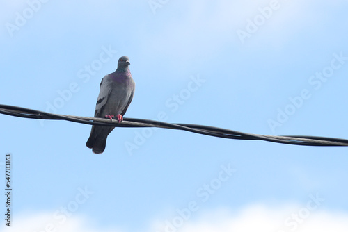 Pigeons on telephone cable on beautiful sky background. © Tommy
