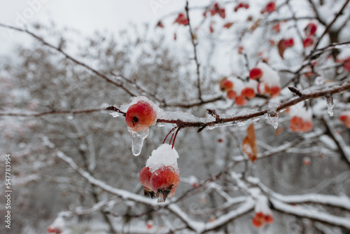 Red apples on a tree in the snow. Frozen apples, the first snow in the garden. Snow-covered red apple and tree branches in the garden after snowfall