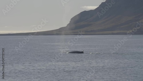 Minke Whale diving in the water, Svalbard
Beautiful slow motion shot from north pole, Svalbard, 2022
 photo