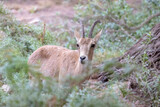Young  Nubian ibex on a tee (Capra nubiana)  is a desert-dwelling goat species found in mountainous areas of Algeria, Egypt, Ethiopia, Eritrea, Israel, Jordan, Lebanon, Oman, Saudi Arabia, Sudan
