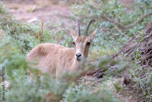 Young Nubian ibex on a tee (Capra nubiana) is a desert-dwelling goat species found in mountainous areas of Algeria, Egypt, Ethiopia, Eritrea, Israel, Jordan, Lebanon, Oman, Saudi Arabia, Sudan