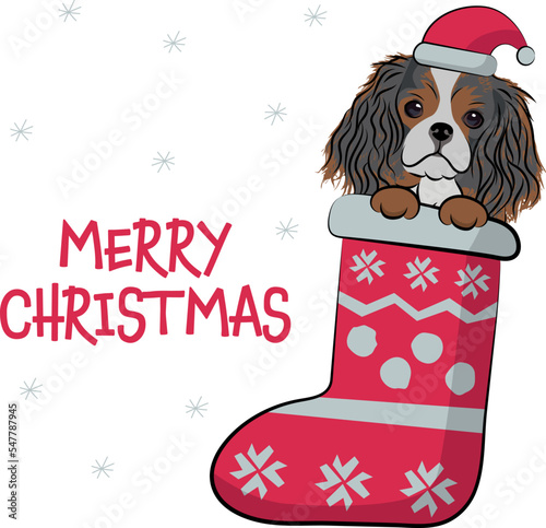 Funny cavalier king charles spaniel dog with paws in Christmas stocking. Funny holiday season greeting card with a cute dog head. New year postcard. Winter gift, pet in socks, cute X-mas dog in a hat.