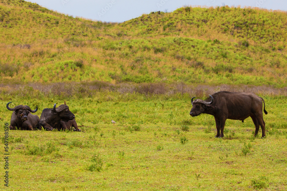two adult mature male buffalo lie in a meadow in the African reserve Ngorongoro very close and look at the camera. Close up