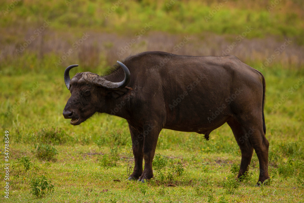 one adult mature male buffalo in a meadow in the African reserve Ngorongoro very close and look at the camera. Close up