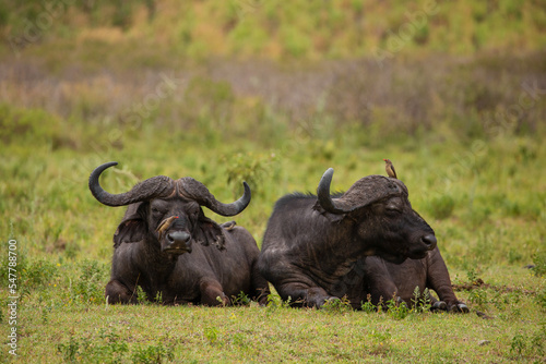 two adult mature male buffalo lie in a meadow in the African reserve Ngorongoro very close and look at the camera. Close up © Elena