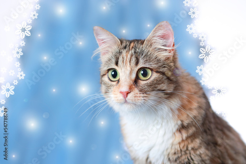 Portrait of a Kitten looking at camera on blue background. Young surprised shocked Cat make big eyes close up. Young cat . Emotional surprised wide big eye kitten at home. Without people. Pets © Mariia