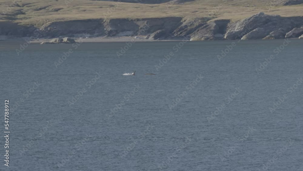 Minke Whale in the water, Svalbard, North pole
Beautiful slow motion shot from north pole, Svalbard, 2022
