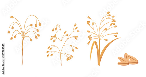 Oat Cereal Spikes, Stalks and Seeds. Raw Farm Organic Food, Graphic Design Elements for Bakery Production Package