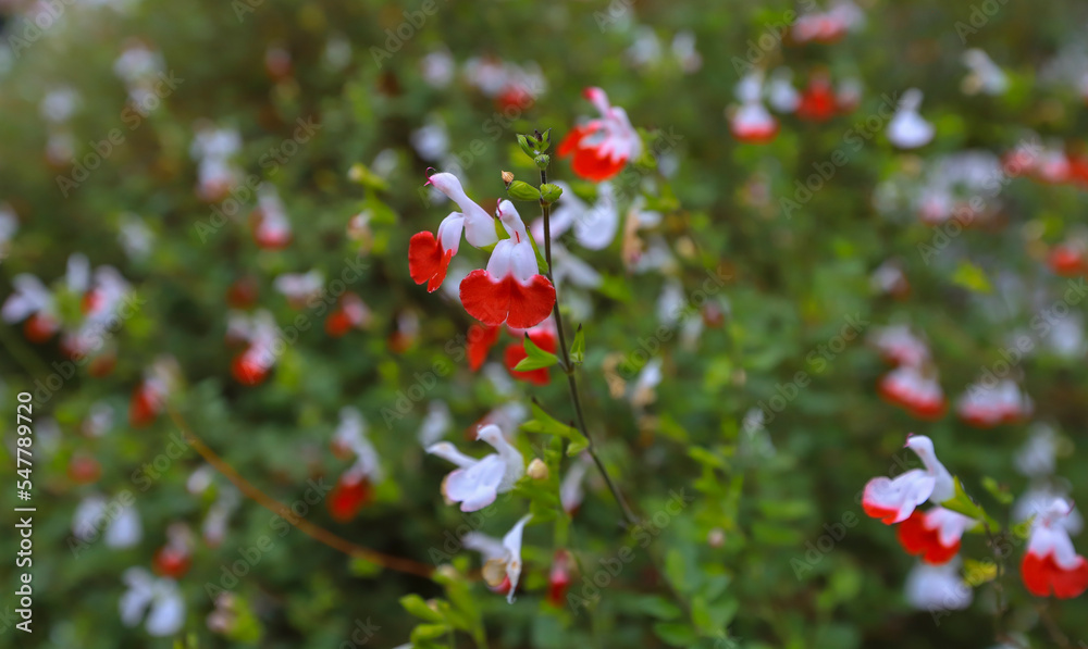 Crimson sage flower Lashleaf sage flower Salvia Microphylla Stock