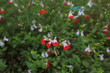 Crimson sage flower - Lashleaf sage flower - Salvia Microphylla