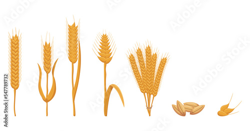 Wheat Ears, Cereal Spikes, Stalks and Seeds. Bread Farm Raw Production, Organic Food, Graphic Design Elements for Bakery
