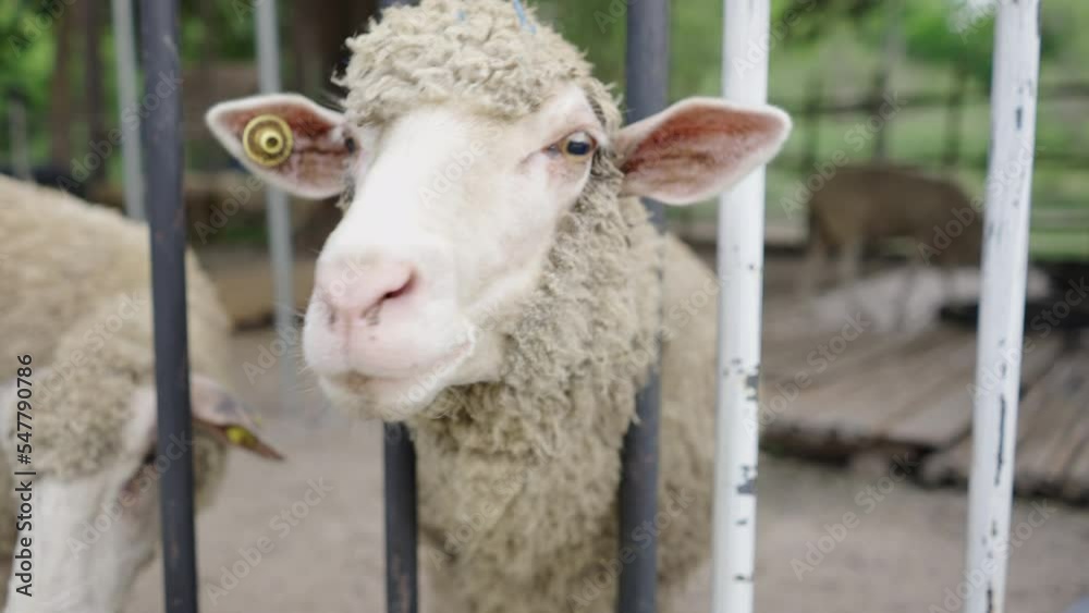 Close up of an adult sheep with its head outside the fence in Thai farm Close up of an adult sheep with its head outside the fence in Thai farm