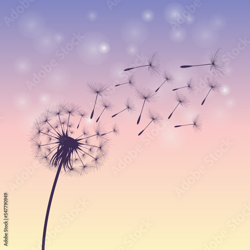 Vector illustration of dandelion time. Beautiful realistic Dandelion seeds blowing in the wind. The wind inflates a dandelion isolated in an editable evening purple sky background.