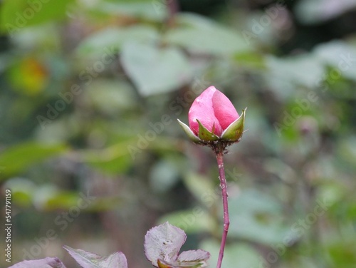 Rosengarten im Cordesteil Ohlsdorfer Friedhof photo