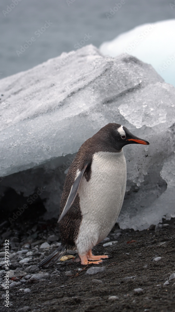 Fototapeta premium Gentoo penguin (Pygoscelis papua) in front of an iceberg at Brown Bluff, Antarctica