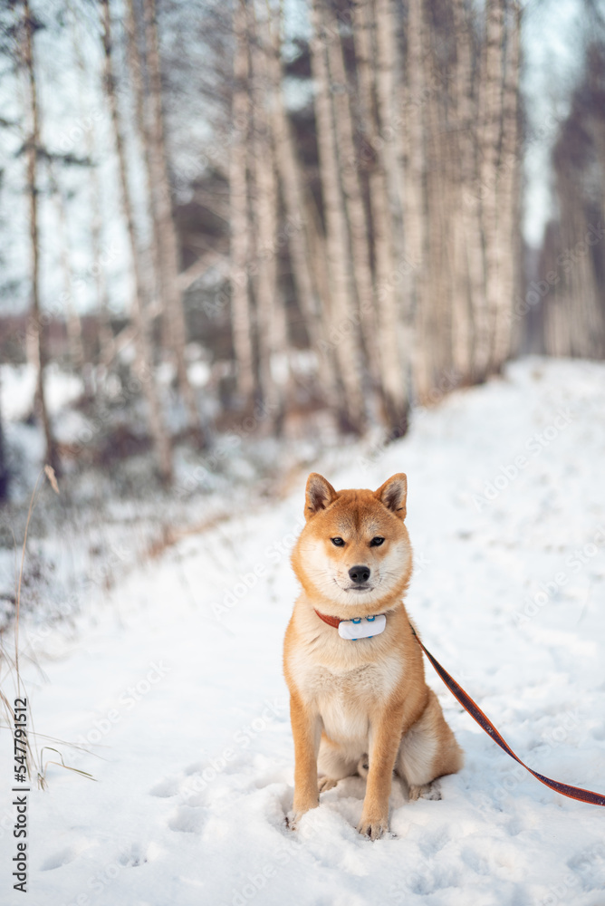 Young red shiba inu dog is sitting on the snow at birch alley