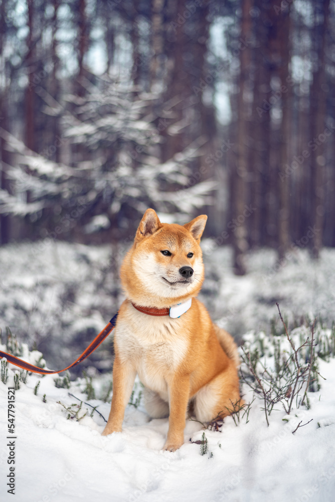 Young red shiba inu dog is sitting on the snow in the forest Young red shiba inu dog is sitting on the snow in the forest