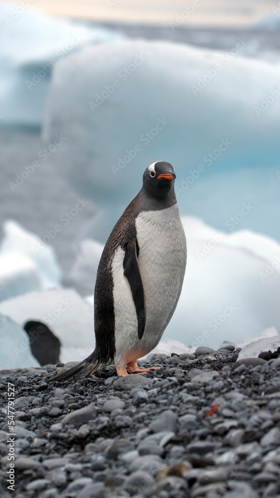 Naklejka premium Gentoo penguin (Pygoscelis papua) on the beach at Brown Bluff, Antarctica