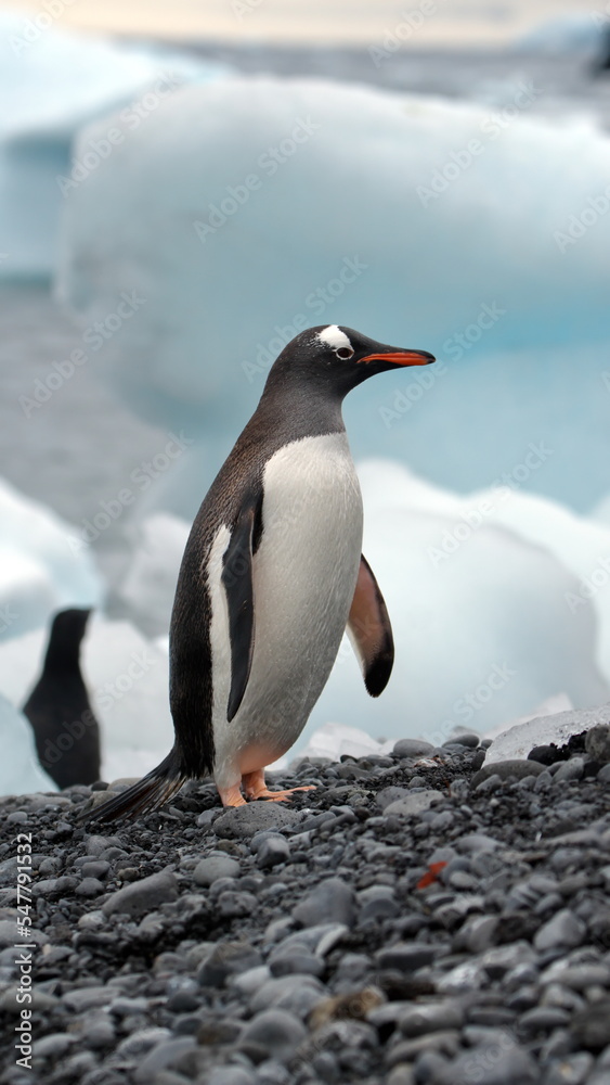 Obraz premium Gentoo penguin (Pygoscelis papua) on the beach at Brown Bluff, Antarctica
