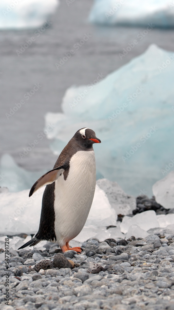 Naklejka premium Gentoo penguin (Pygoscelis papua) on the beach at Brown Bluff, Antarctica