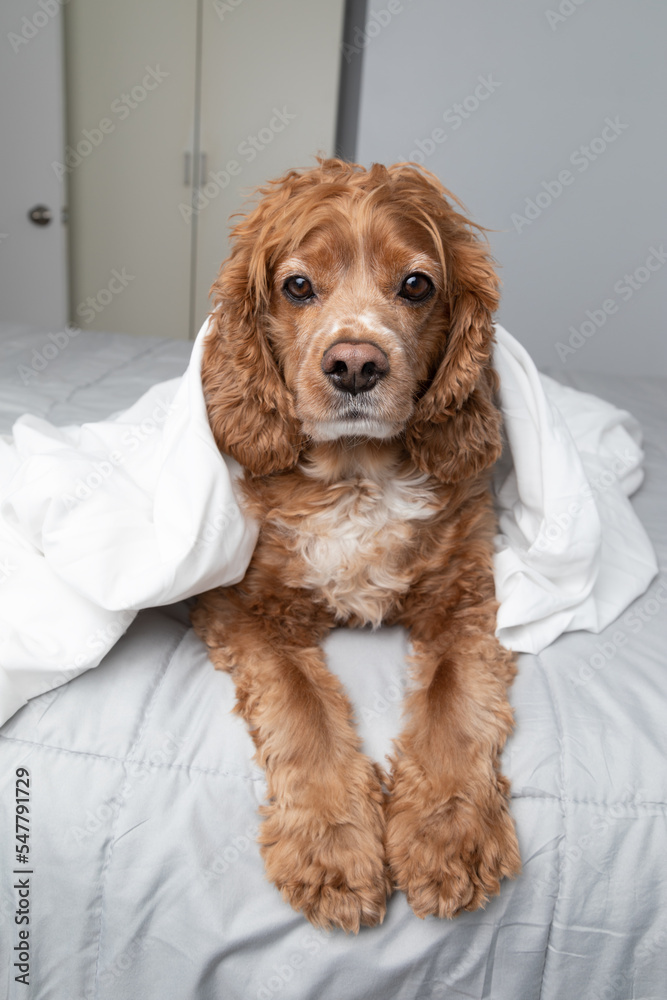 Portrait of a cocker spaniel dog laying in bed. He has a wrapped in a white bed sheet . This photo was taken in a bedroom at his home. He is resting.