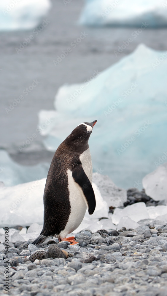 Obraz premium Gentoo penguin (Pygoscelis papua) on the beach at Brown Bluff, Antarctica