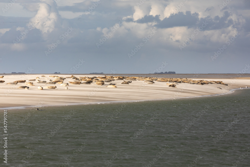 Seals on Norderoogsand