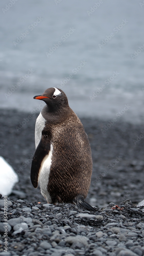 Fototapeta premium Gentoo penguin (Pygoscelis papua) on the beach at Brown Bluff, Antarctica