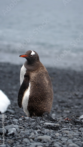 Gentoo penguin  Pygoscelis papua  on the beach at Brown Bluff  Antarctica