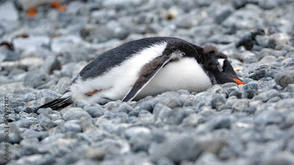 Fototapeta premium Gentoo penguin (Pygoscelis papua) chick lying in the rocks at Brown Bluff, Antarctica
