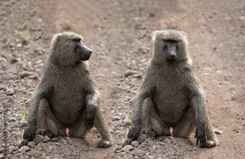 Two fanny large male chacma baboon (Papio ursinus) sitting on the road in South Africas reserve. close up
