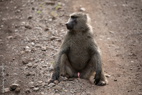 Large male chacma baboon (Papio ursinus) sitting on the road in South Africas reserve. close up