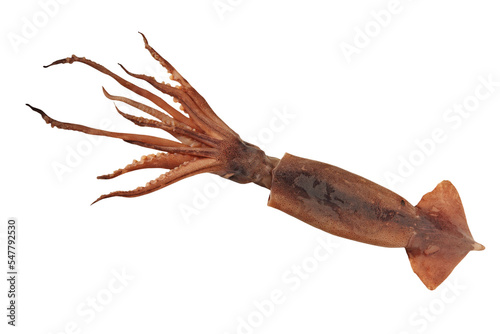 Fresh squid with tentacles isolated on a transparent background.