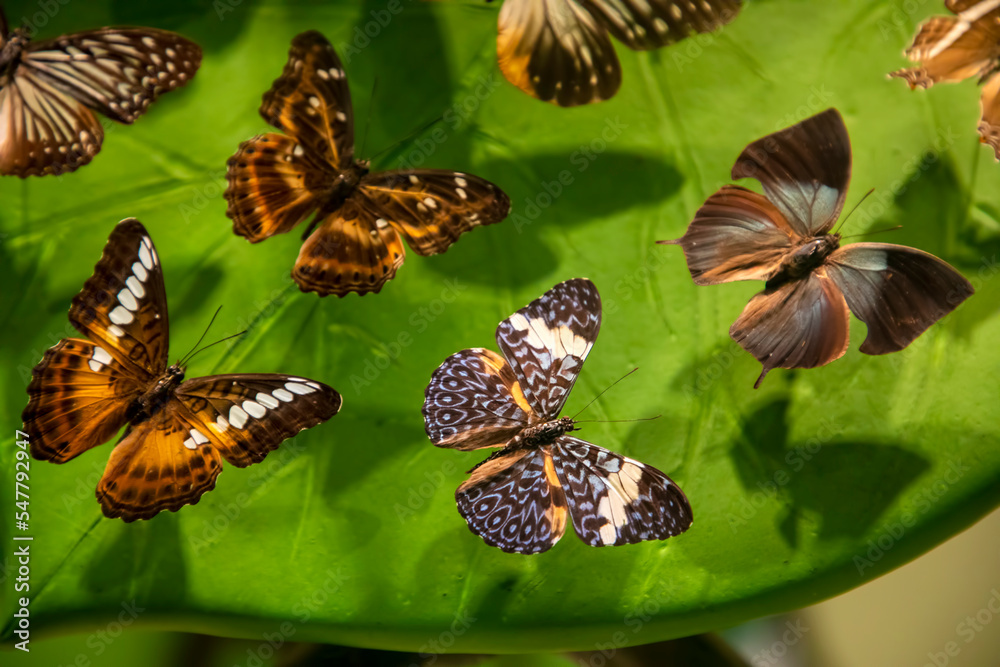 Obraz premium Butterfly varieties in the tropical butterfly garden of Konya.