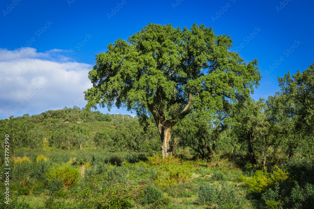 Fototapeta premium Cork tree in the countryside of Ribatejo in the portuguese village of Chamusca - Portugal