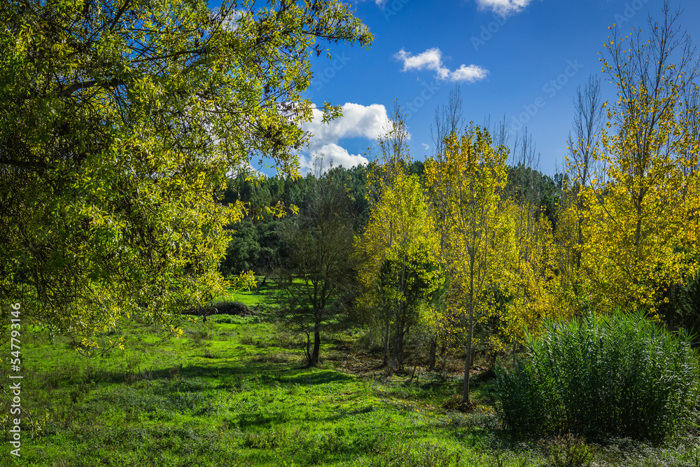 Autumn landscape with coloured trees in the green fields and blueskies. Countryside of Ribatejo in the portuguese village of Chamusca - Portugal