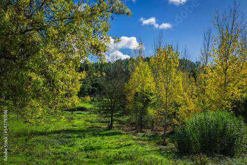 Autumn landscape with coloured trees in the green fields and blueskies. Countryside of Ribatejo in the portuguese village of Chamusca - Portugal