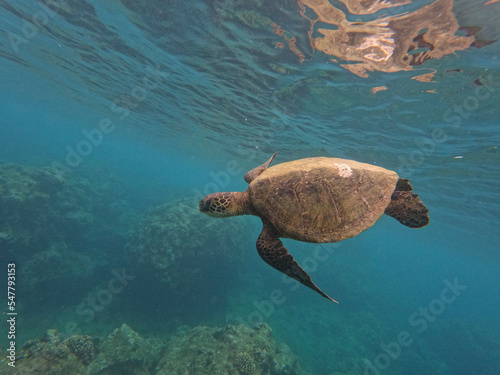 green sea turtle